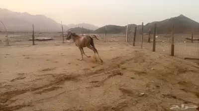 للبيع مهرات 2 جملة بي 5500ريال 9