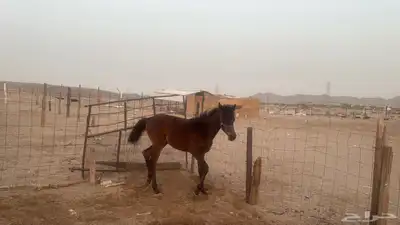 للبيع مهرات 2 جملة بي 5500ريال 1