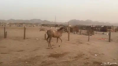 للبيع مهرات 2 جملة بي 5500ريال 8