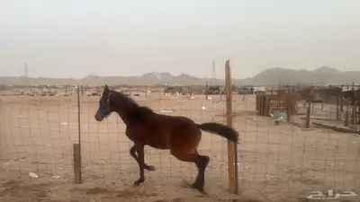 للبيع مهرات 2 جملة بي 5500ريال 5