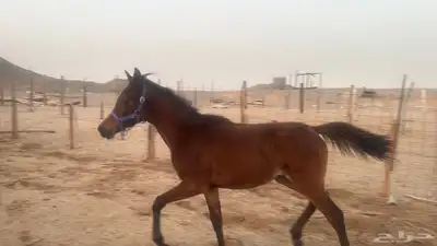 للبيع مهرات 2 جملة بي 5500ريال 2
