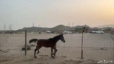 للبيع مهرات 2 جملة بي 5500ريال 13