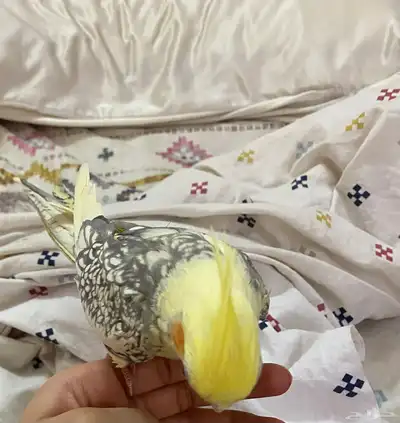 طير عصفور ببغاء كروان كوكتيل عمره سنه واربع شهور تقريبا 1