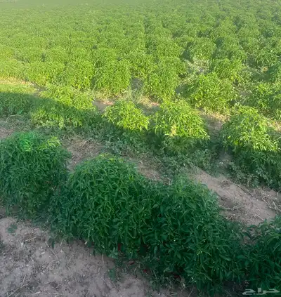 رشاش محوري فلفل للبيع 0