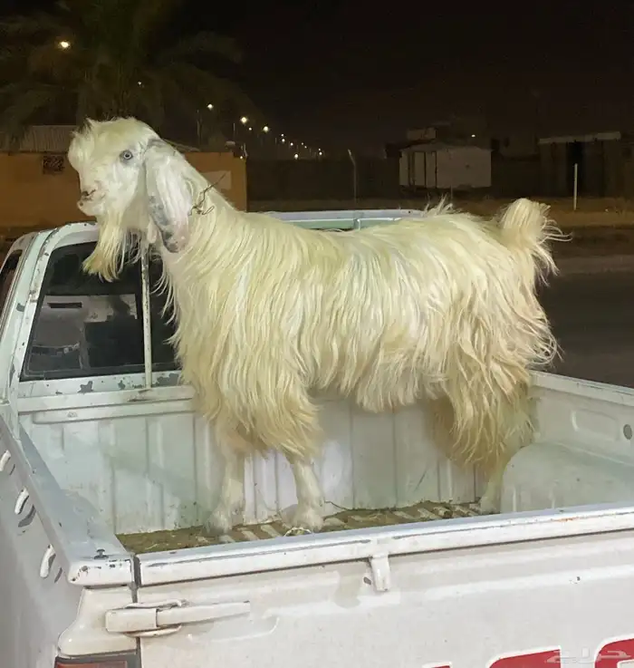تيس صنف ومعزا 0