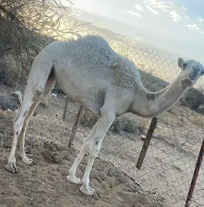 بكره على 8اجزاء 0