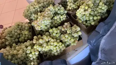 عنب طائفي 0