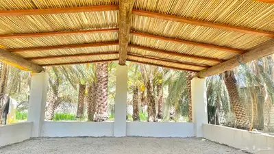 جريد سعف 3