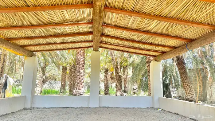 جريد سعف 3