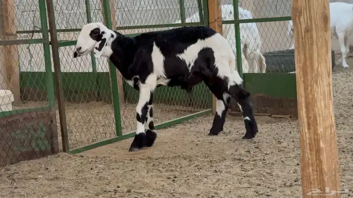 طلي نجدي ع ساكني 0