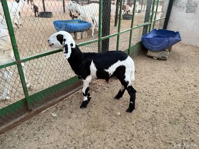 طلي نجدي ع ساكني 3