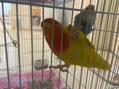 زوج روز غير اليف للبيع 3