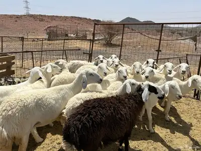 غنم مراح 20 راس 8