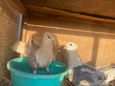 زوج زاجل 1