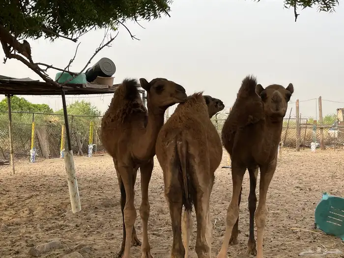 2قعدان وبكرة 2