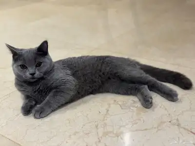 سكوتش للتبني - بدون مقابل 0