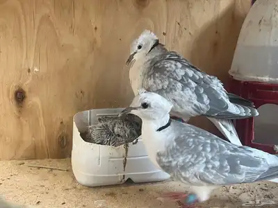 حمام ياكريم قرزل مع انتاجه 1