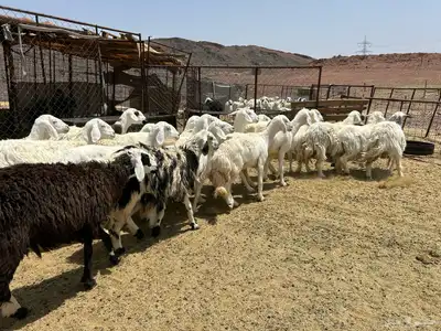 غنم مراح 20 راس 0