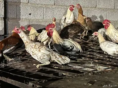دجاج للبيع باكستاني مولد بلدي 3
