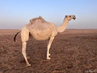 خفوت للبيع على شرط 3
