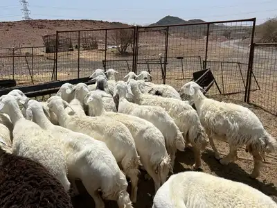 غنم مراح 20 راس 3