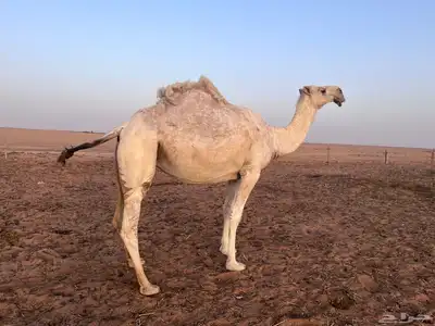 خفوت للبيع على شرط 0