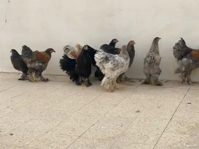 دجاج برهما شرورة 3
