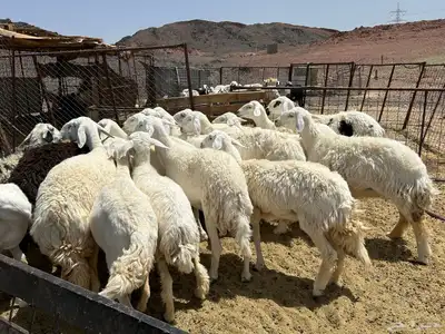 غنم مراح 20 راس 1