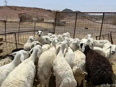 غنم مراح 20 راس 9