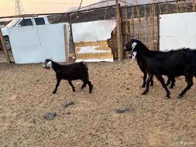 عنز معه 2جفار ذبايح 3