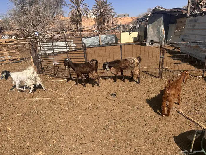 تيوس و جفرات للبيع 0