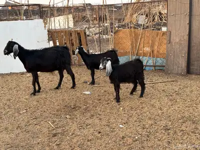 عنز معه 2جفار ذبايح 2