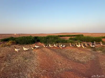 وز بلدي وديكه 0