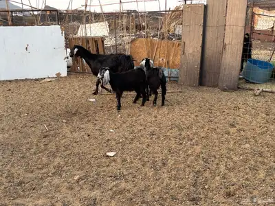 عنز معه 2جفار ذبايح 1