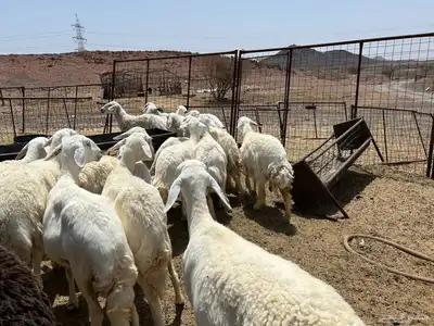 غنم مراح 20 راس 7