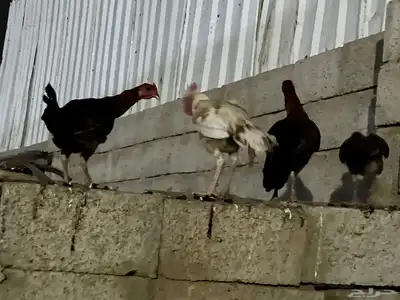 دجاج للبيع باكستاني مولد بلدي 2