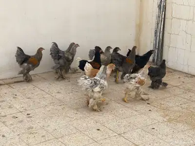 دجاج برهما شرورة 6