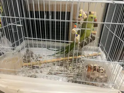 ببغاء لطيف جدا  دره للبيع 1