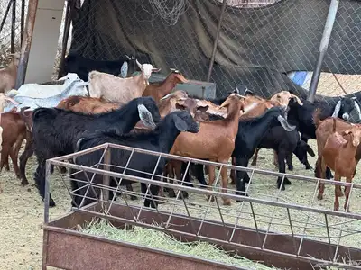 تيوس مندي جذعان عدد 25 2
