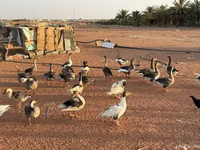وز بلدي وديكه 2