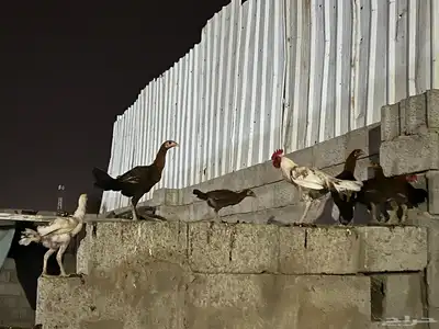 دجاج للبيع باكستاني مولد بلدي 0