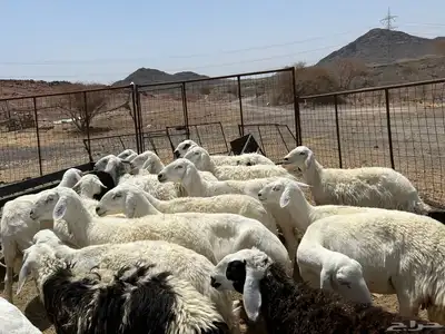 غنم مراح 20 راس 4