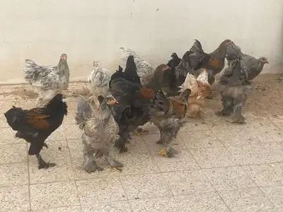 دجاج برهما شرورة 5