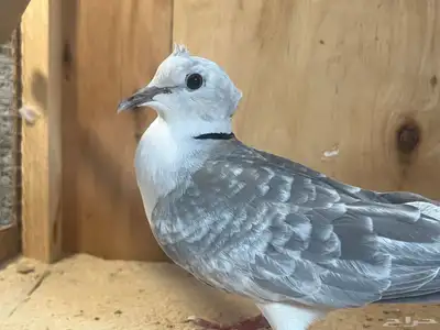 حمام ياكريم قرزل مع انتاجه 2