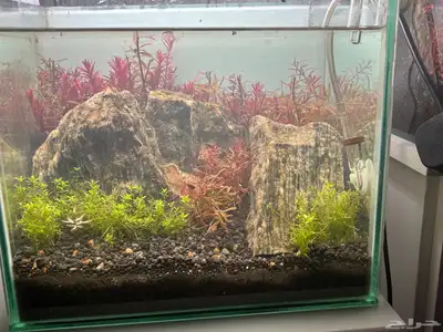 aquarium for sale 2