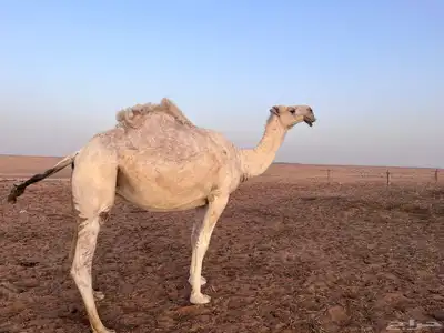 خفوت للبيع على شرط 1