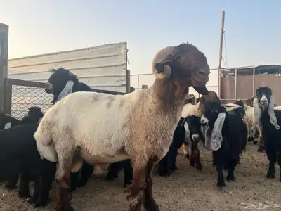 فحل نعيم ثني 0