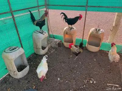 وز بلدي وديكه 6