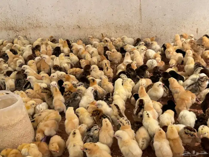 للبيع صوص بلدي وبيض بلدي 2