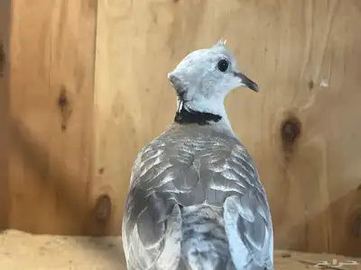 حمام ياكريم قرزل مع انتاجه 0